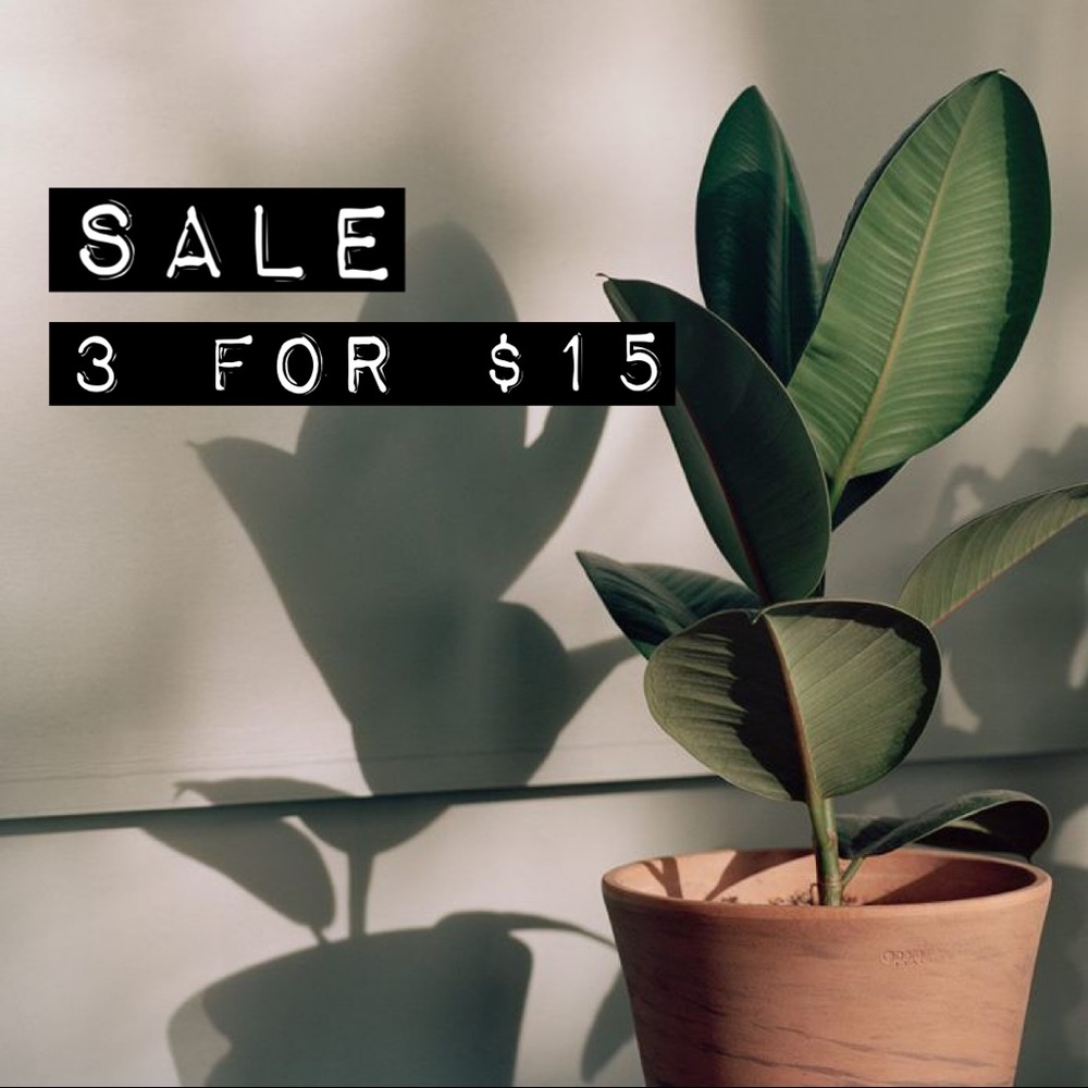 🪴3/$15🪴   SALE - Picture 4 of 6